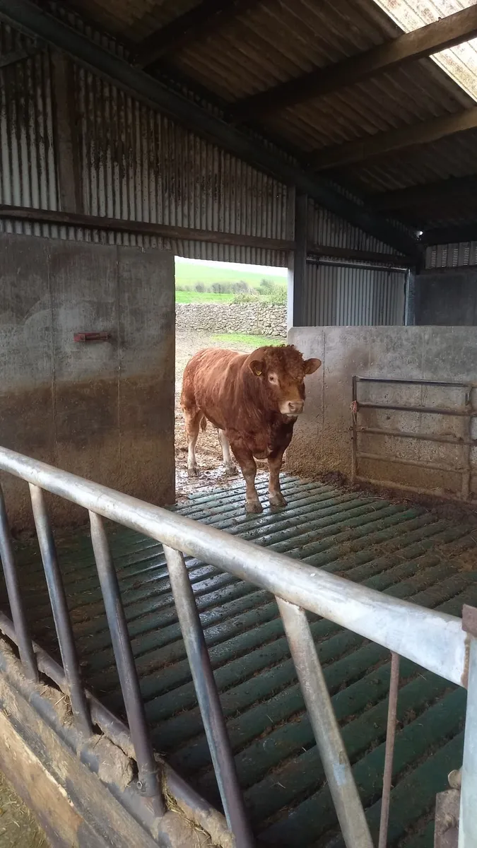 Limousin Bull 🌟 🌟 🌟 🌟 - Image 1