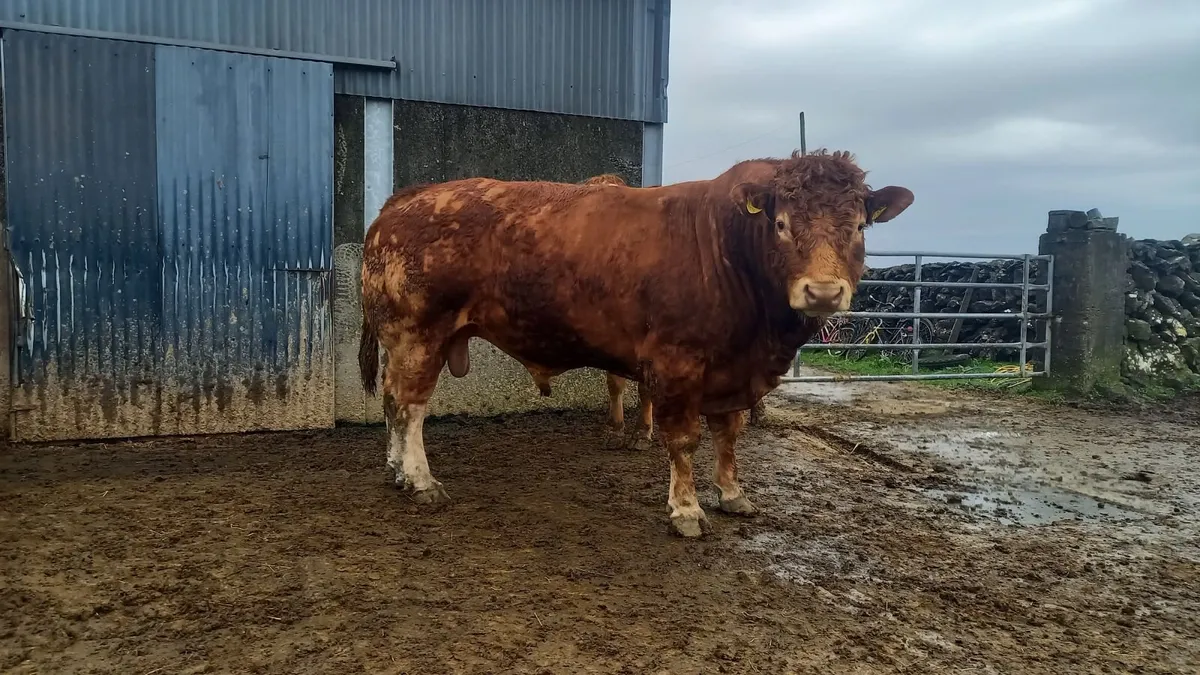 Limousin Bull 🌟 🌟 🌟 🌟 - Image 3