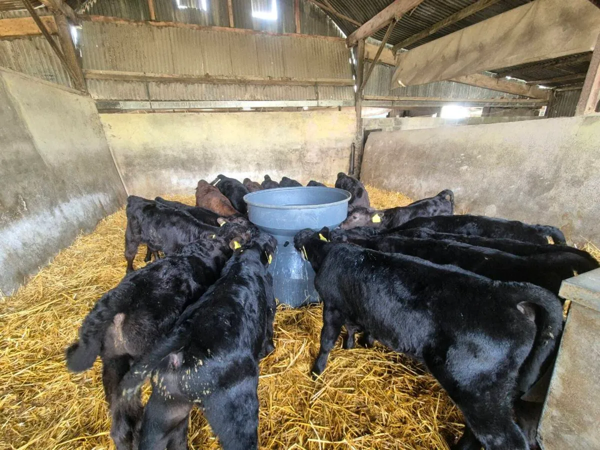 Aa Calves - Image 2