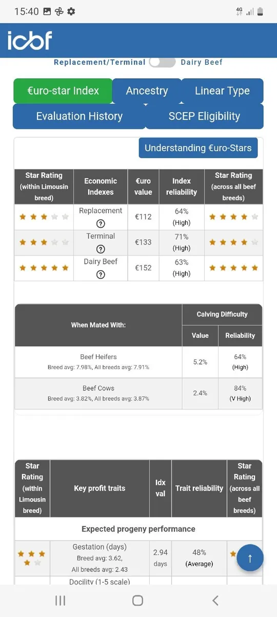 Limousin Bull 🌟 🌟 🌟 🌟 - Image 4