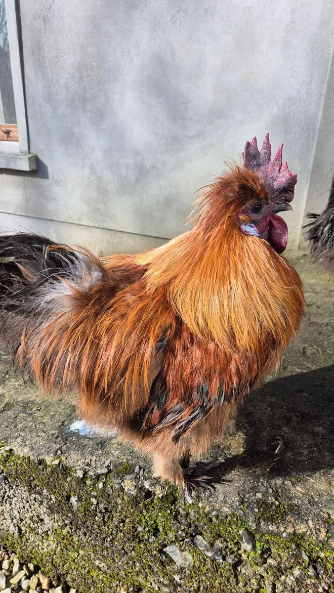 FREE Silkie Roosters - Image 3