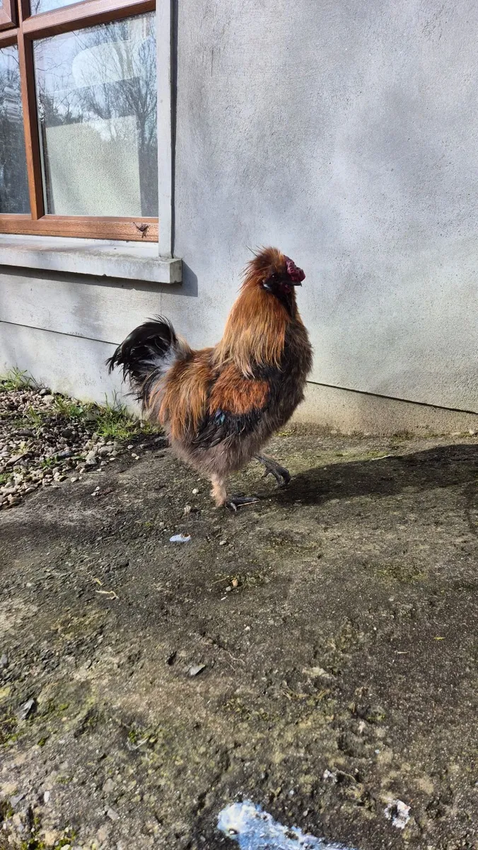 FREE Silkie Roosters - Image 4