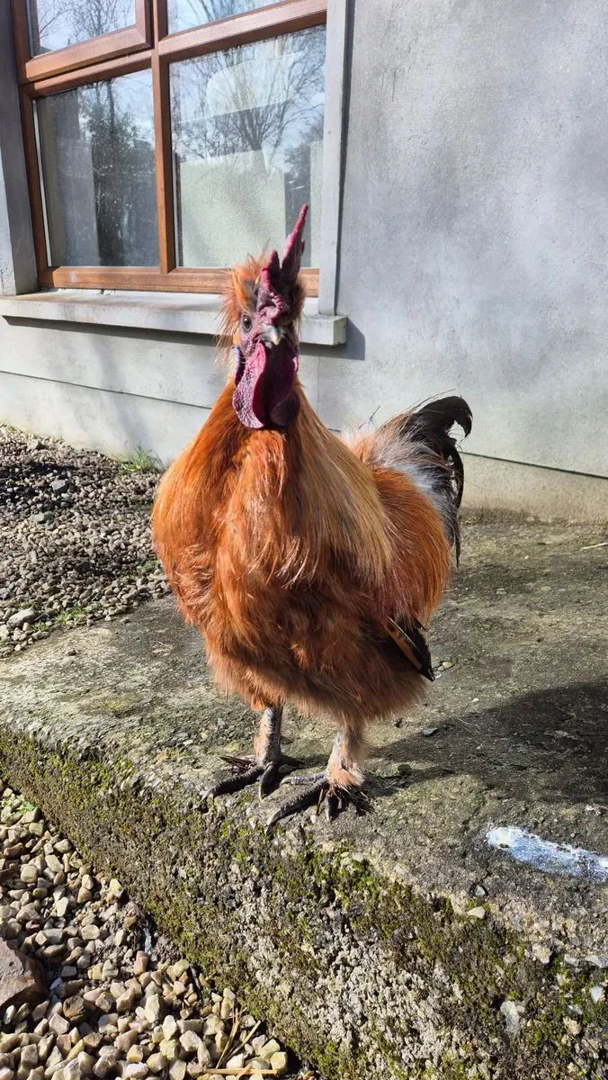 FREE Silkie Roosters - Image 1
