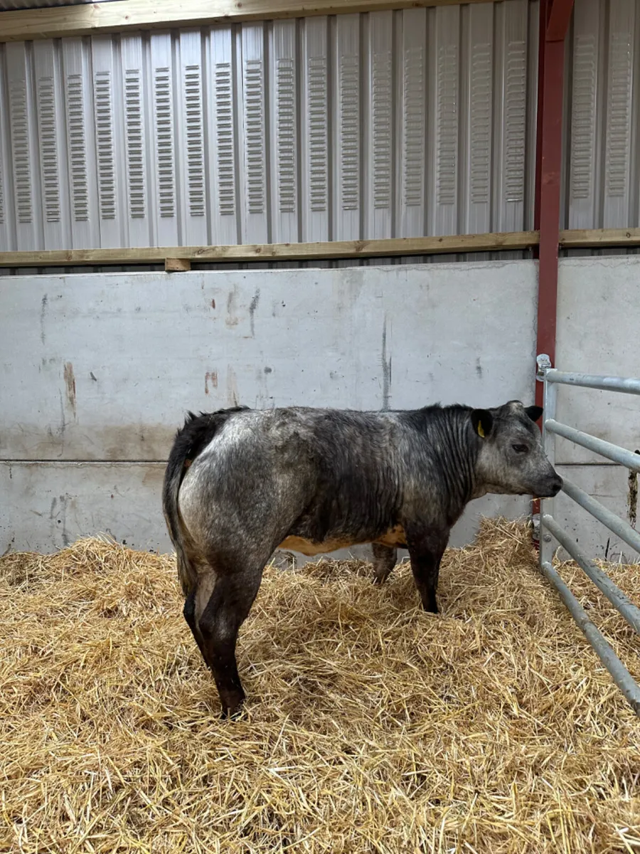 Blue grey roaned heifer - Image 3