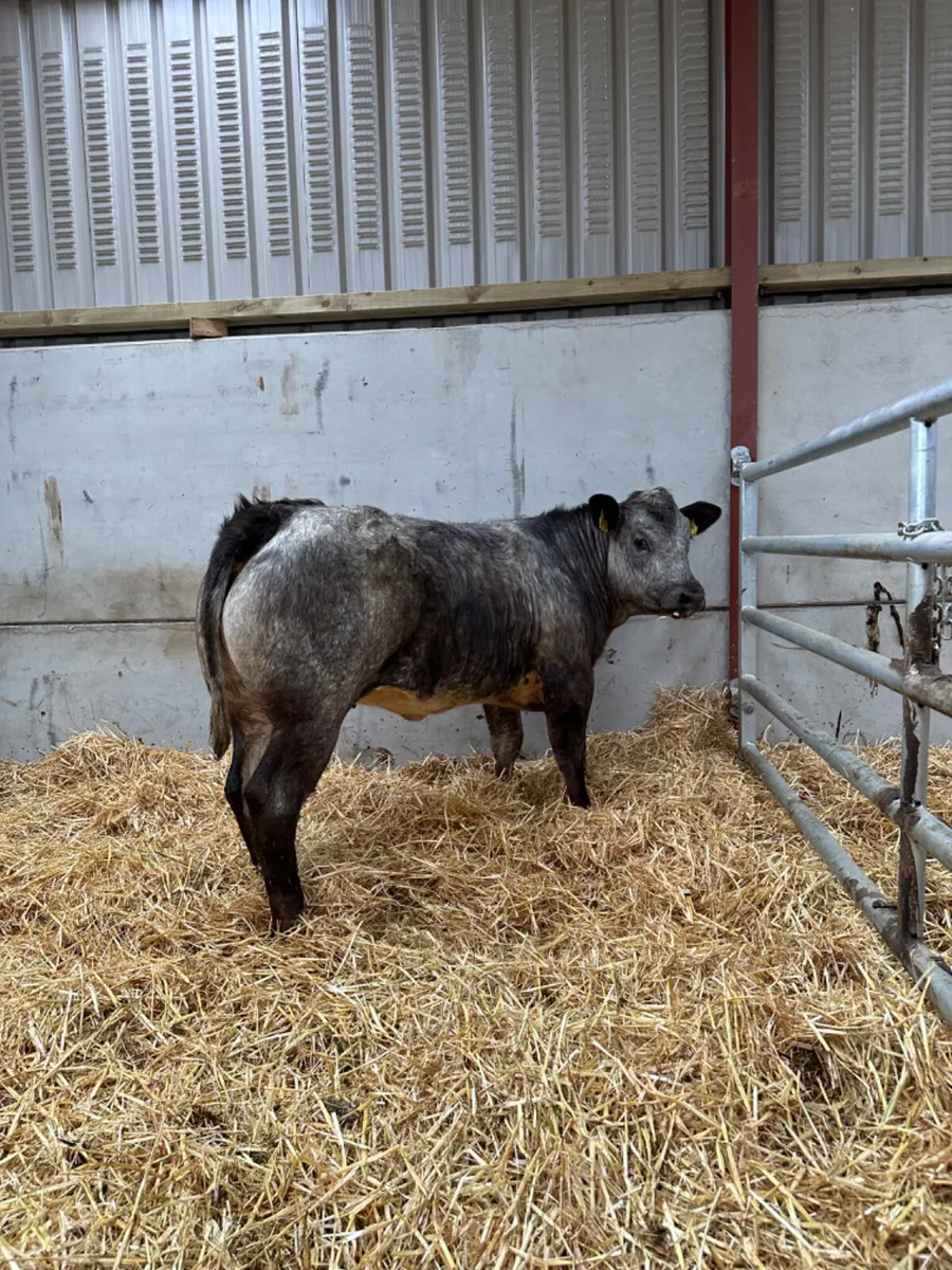 Blue grey roaned heifer - Image 4