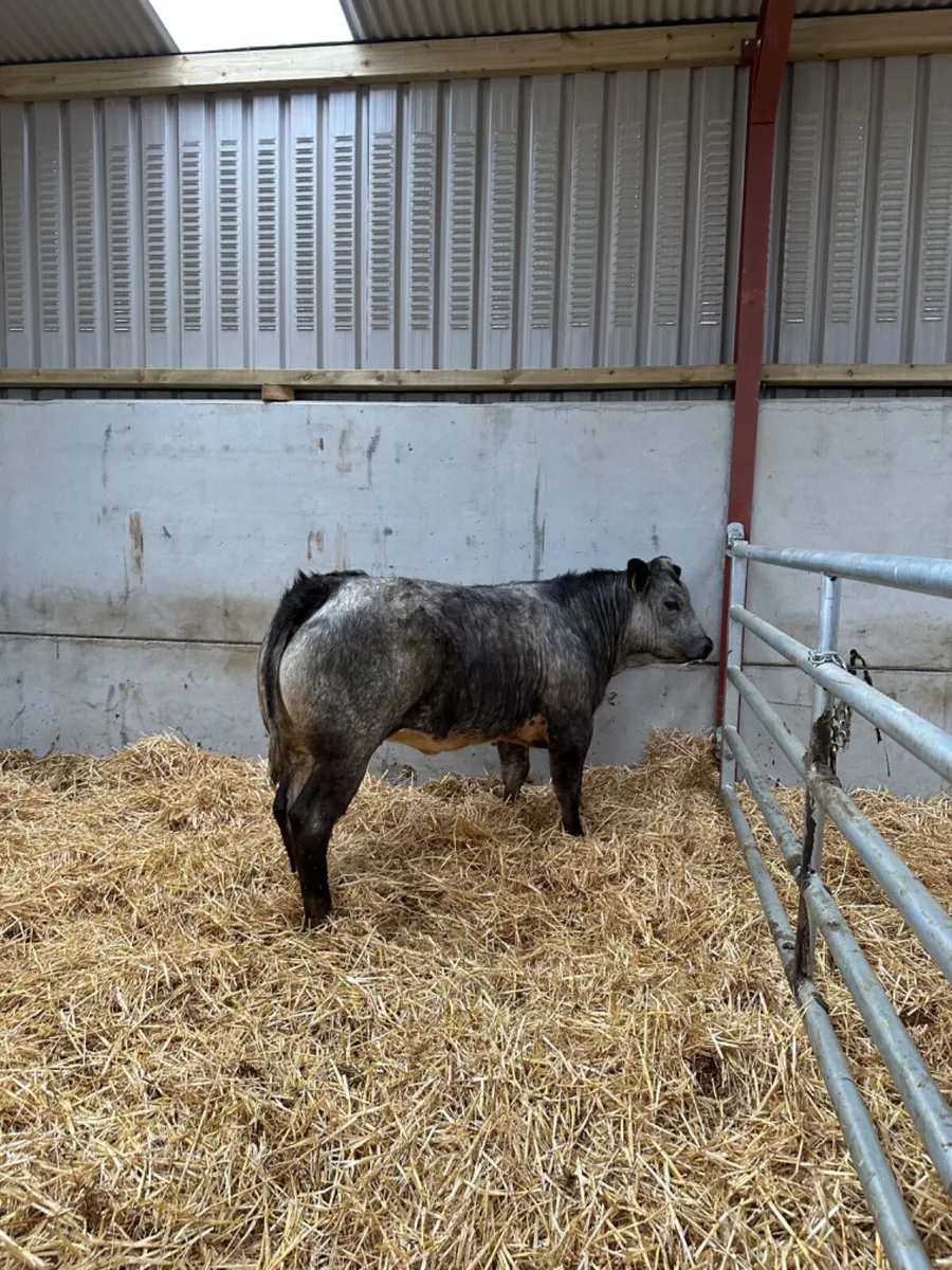 Blue grey roaned heifer - Image 2
