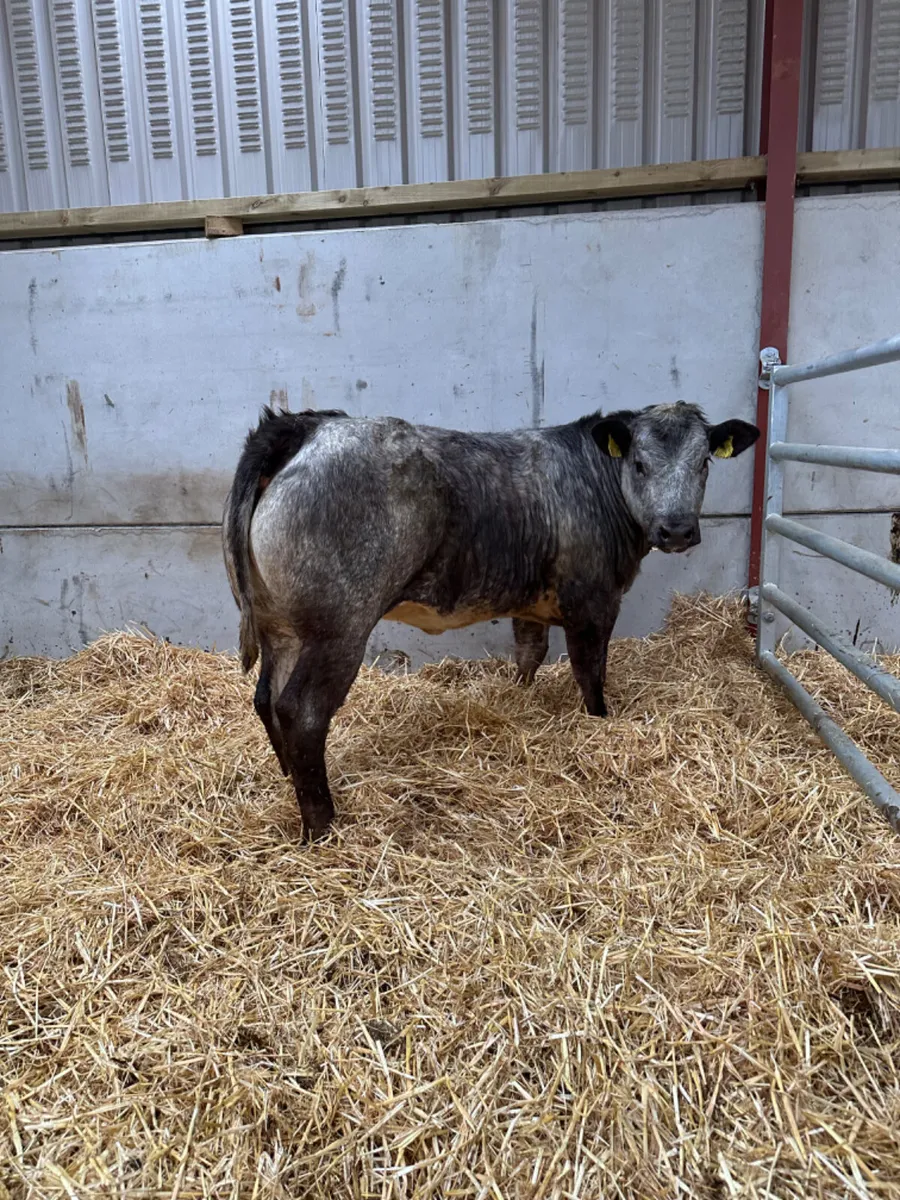 Blue grey roaned heifer - Image 1