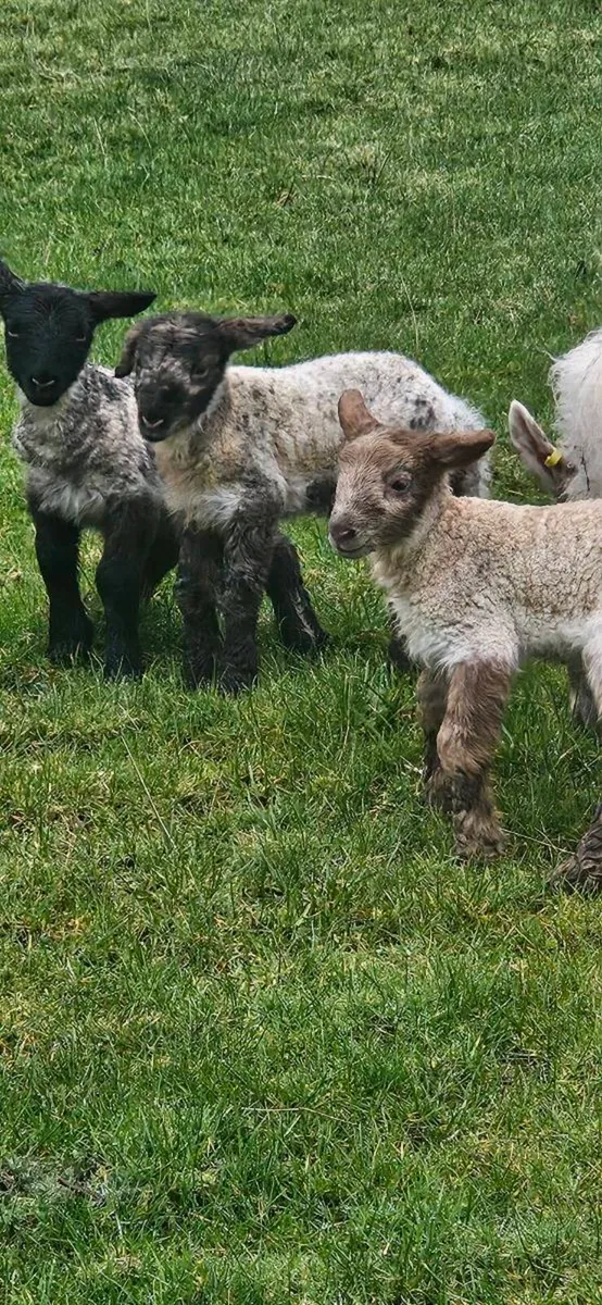 Foster lamb