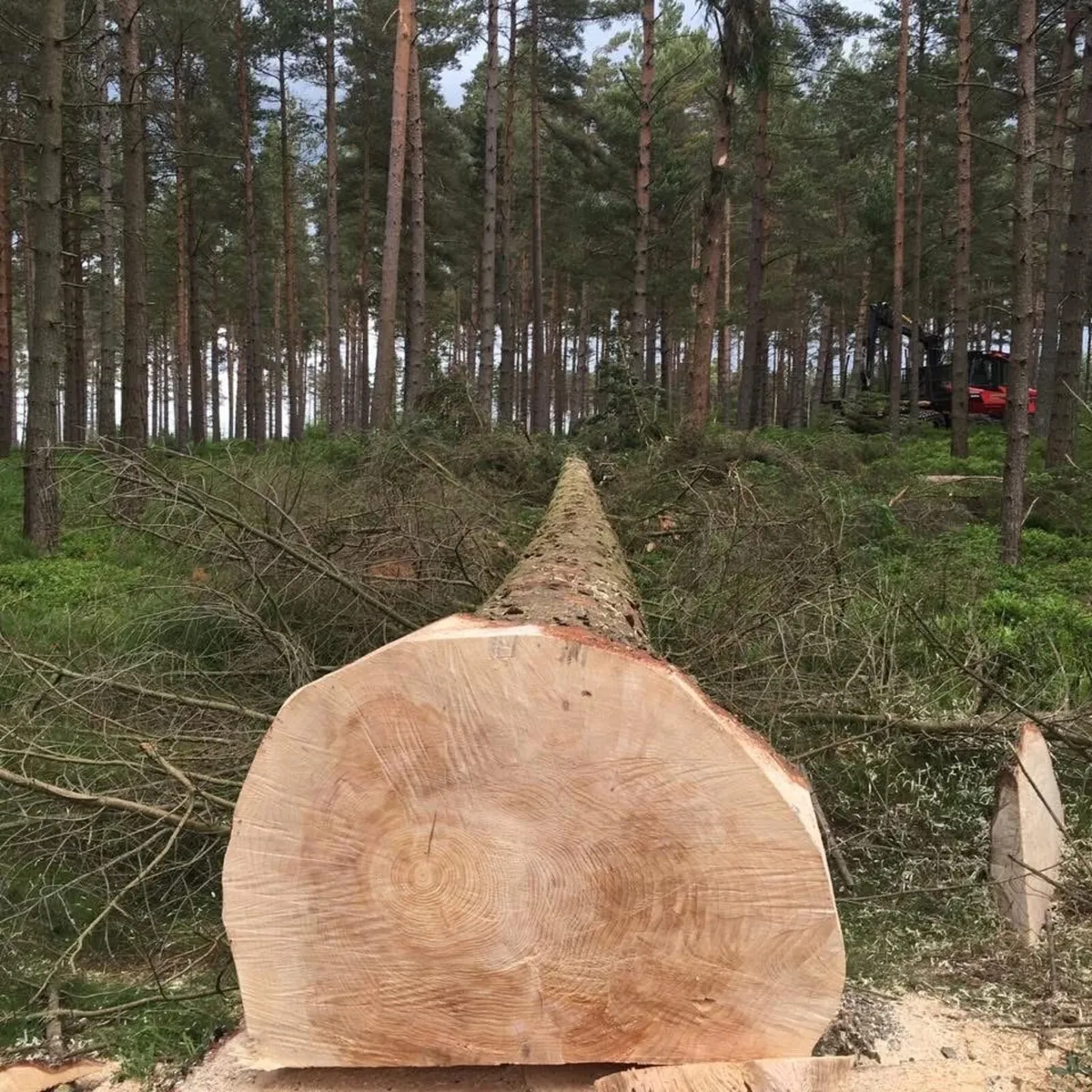 Forestry and Woodland Services - Image 2