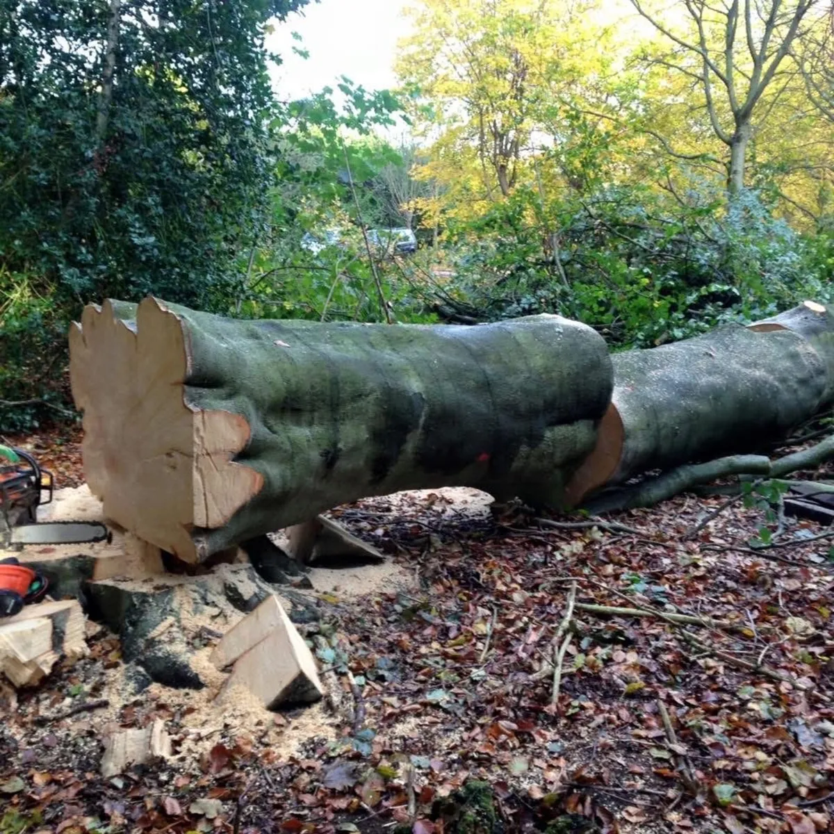 Forestry and Woodland Services - Image 3