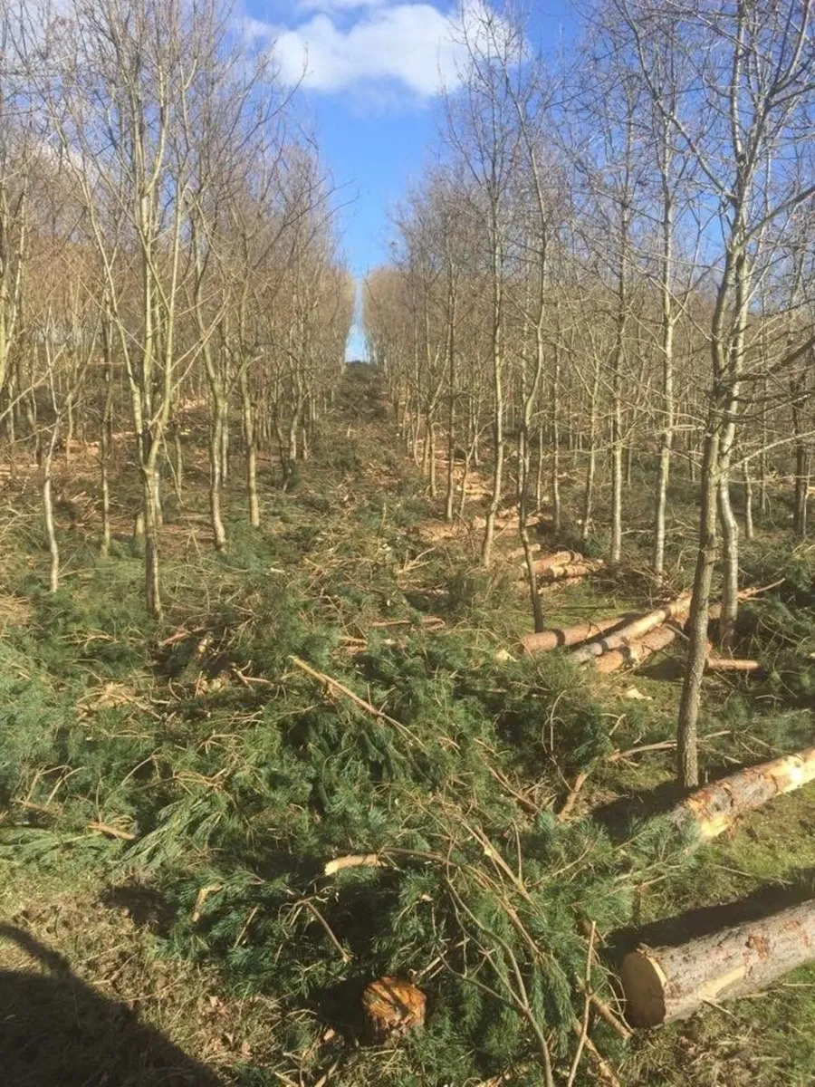 Forestry and Woodland Services - Image 4