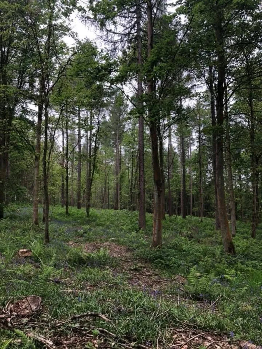 Forestry and Woodland Services - Image 1