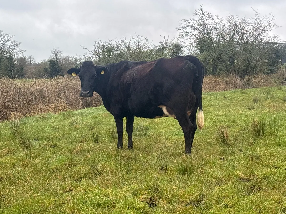 Young April Calvers - Image 2