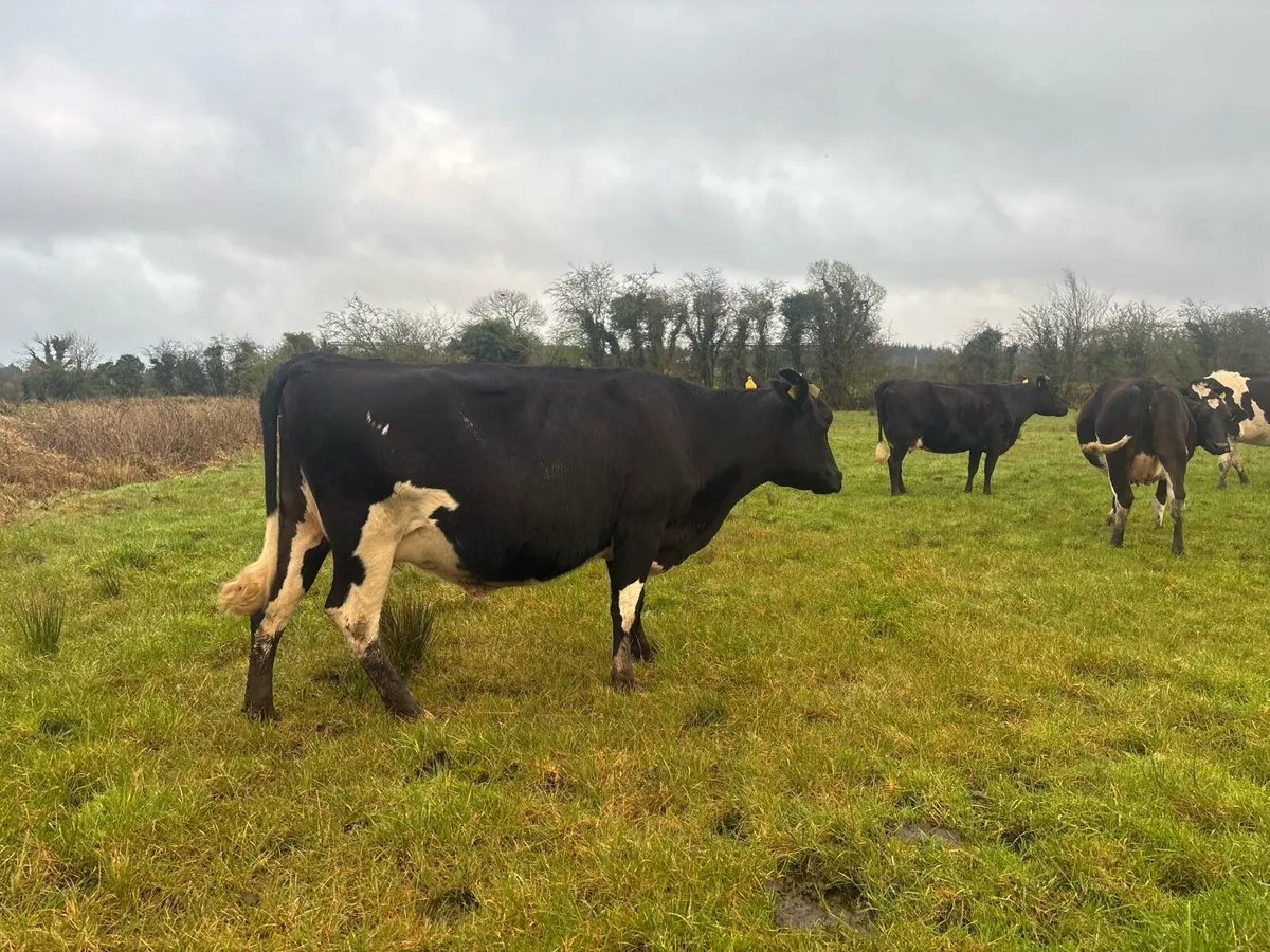 Young April Calvers - Image 3