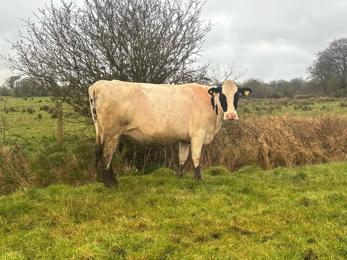 Young April Calvers - Image 1