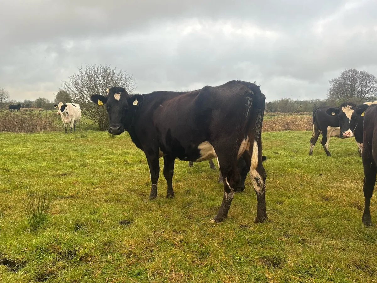 Young April Calvers - Image 4