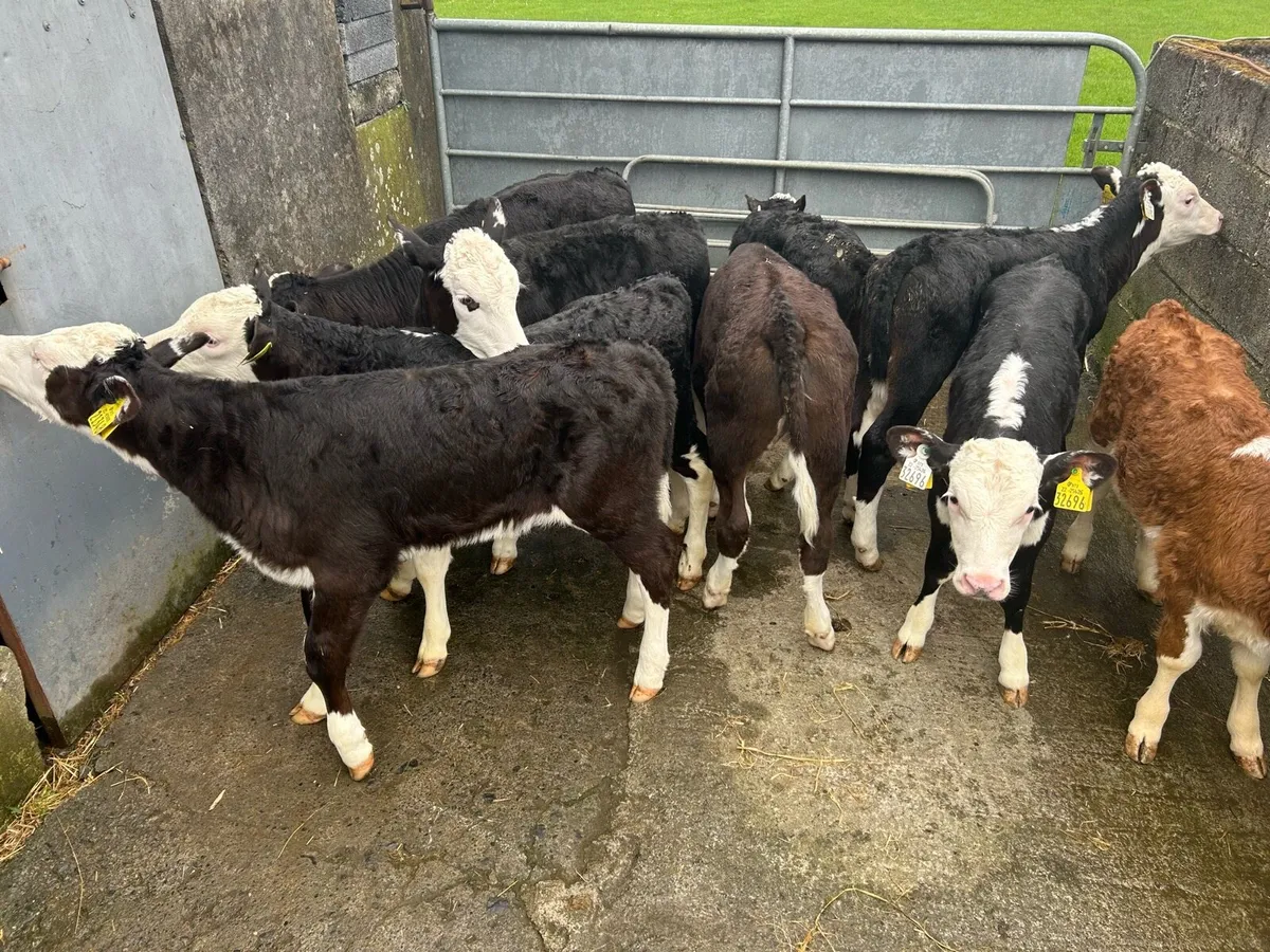 9 Proper Reared Hereford Heifers - Image 1