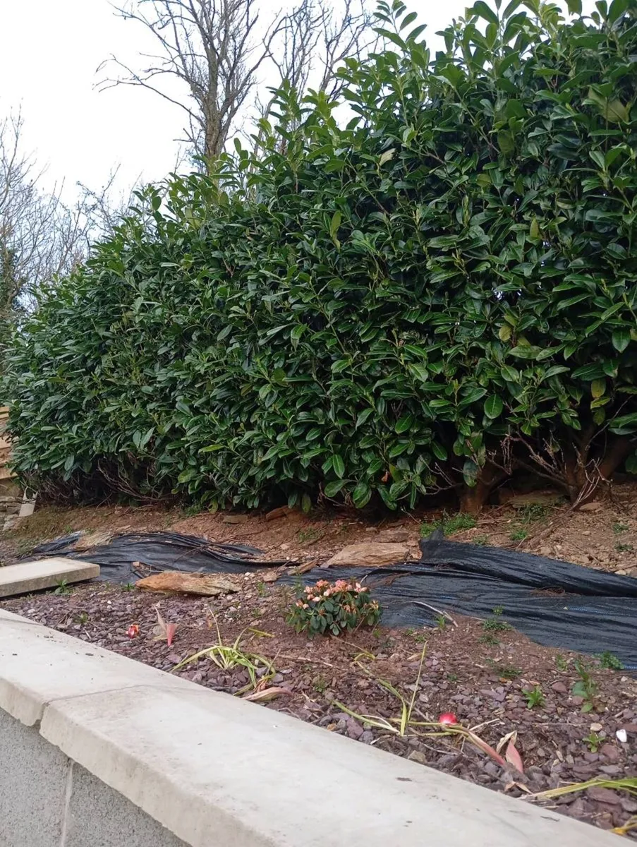 Laurel hedging - Image 1
