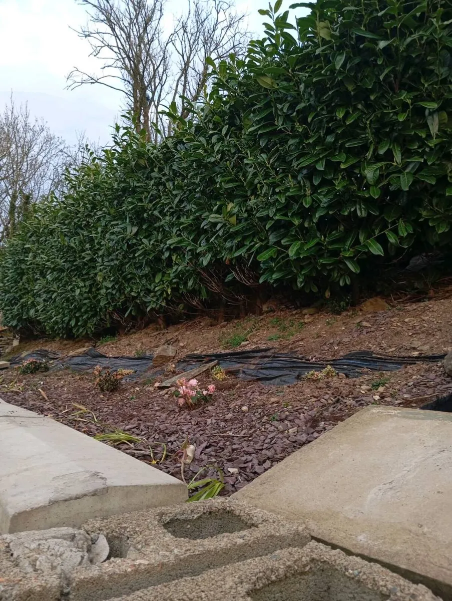 Laurel hedging - Image 2