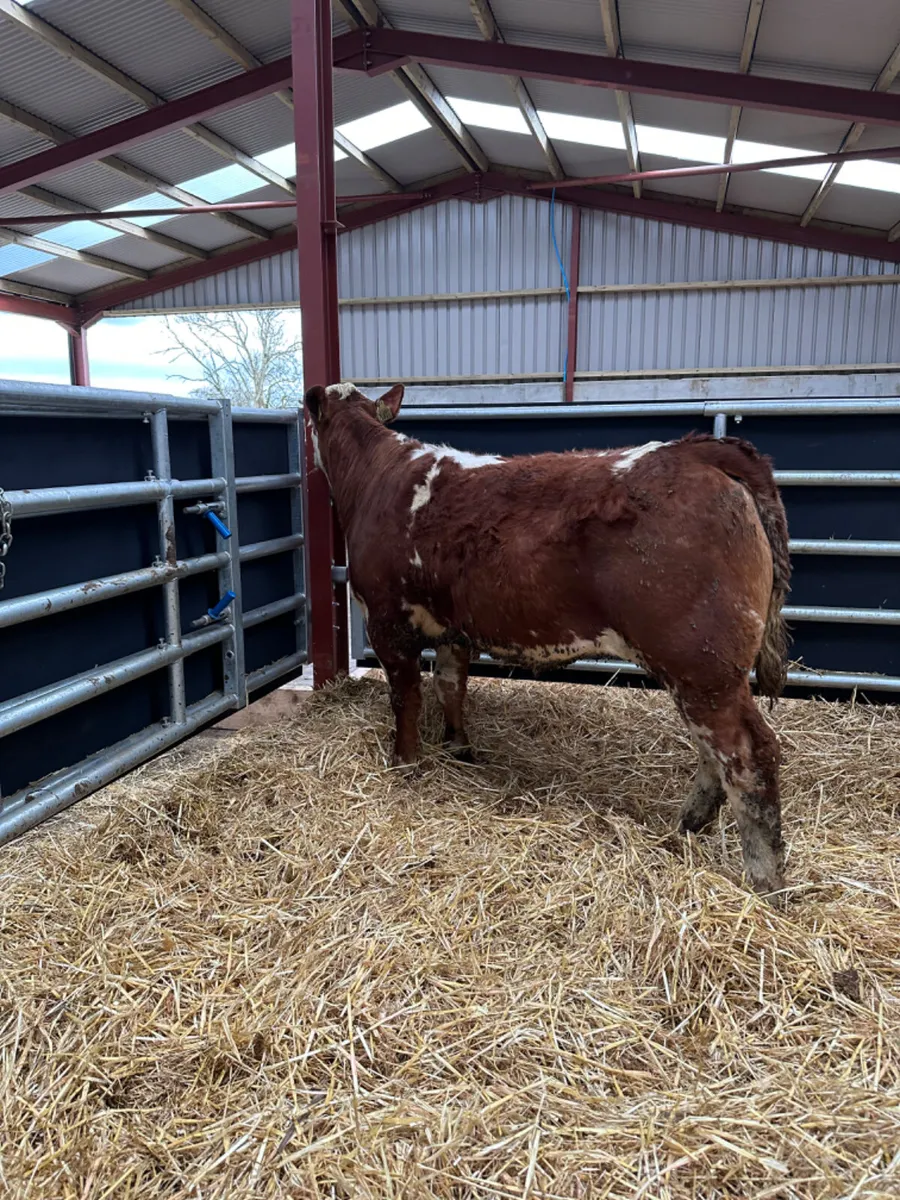 Simmental heifer - Image 2