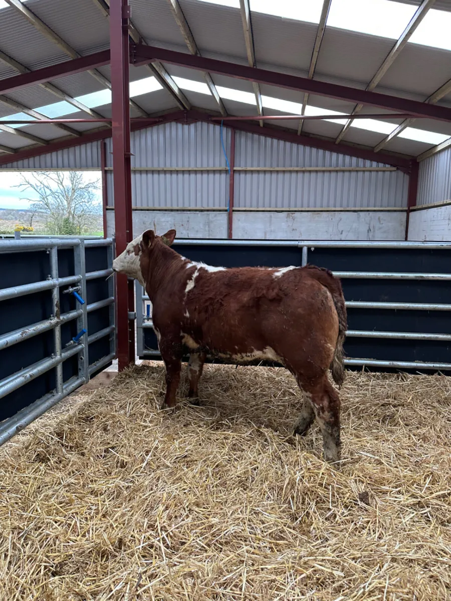 Simmental heifer - Image 3
