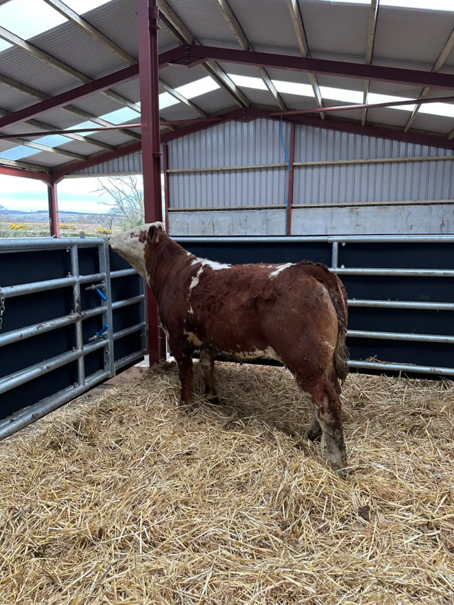 Simmental heifer - Image 1