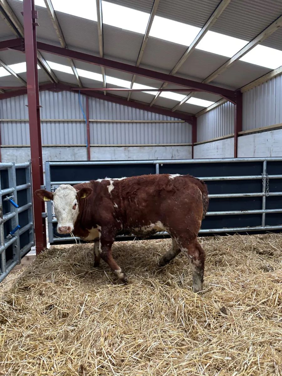 Simmental heifer - Image 4