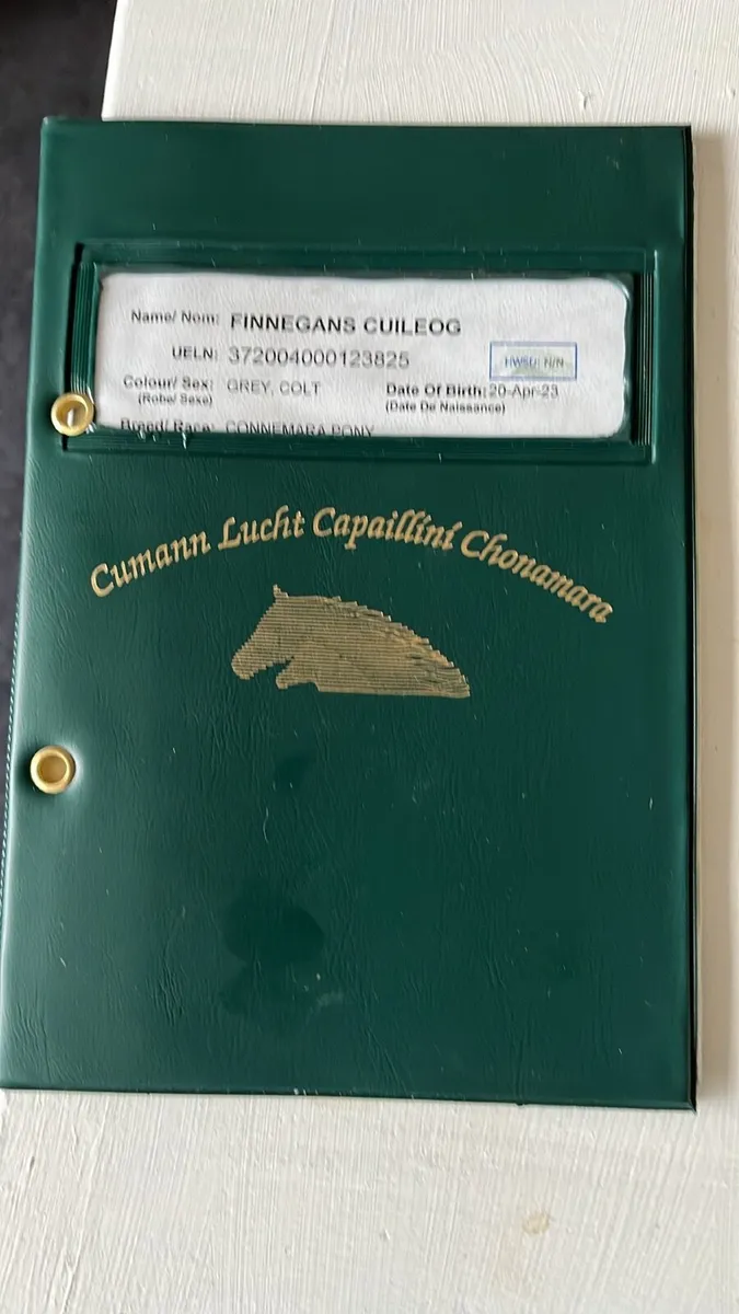 3 years old Connemara - Image 2