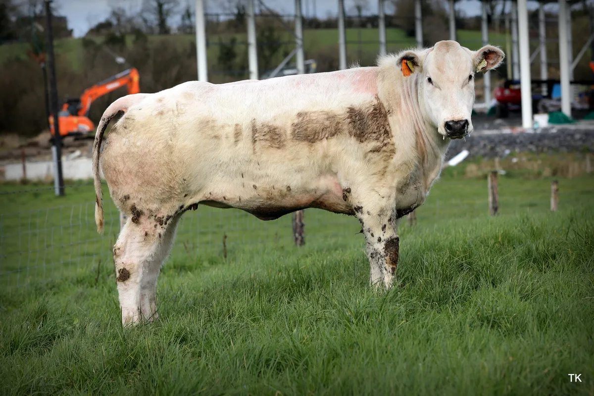 Carrigallen mart 11th of April - Image 1