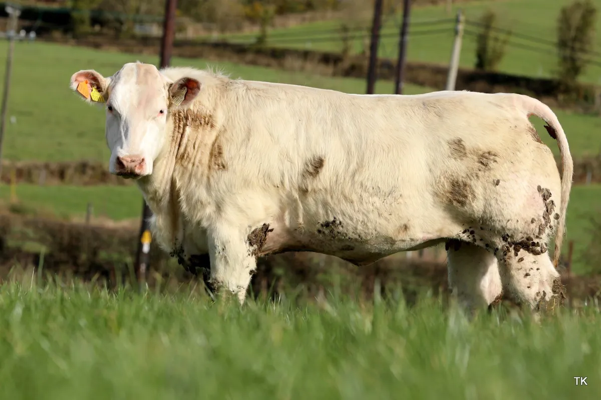 Carrigallen mart 11th of April - Image 2