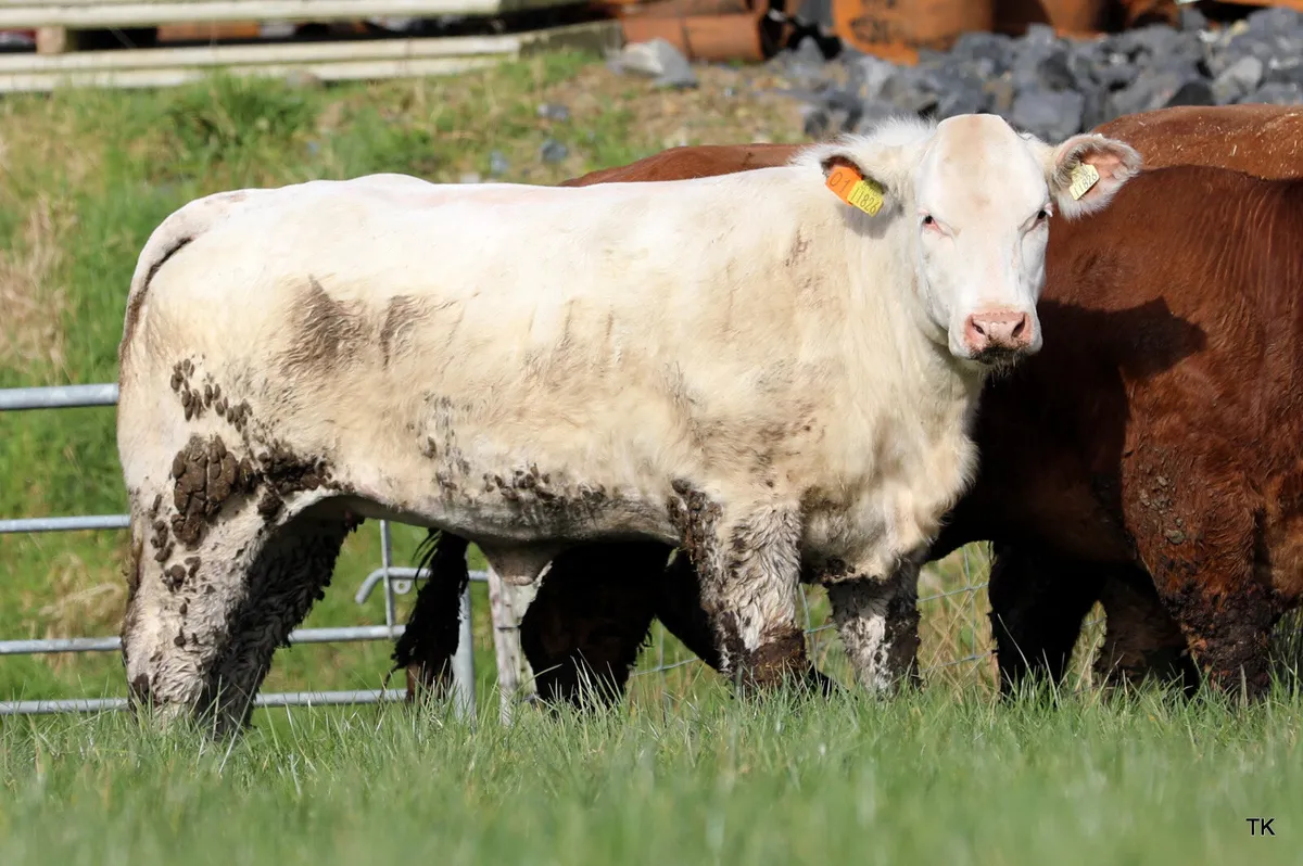 Carrigallen mart 11th of April - Image 3