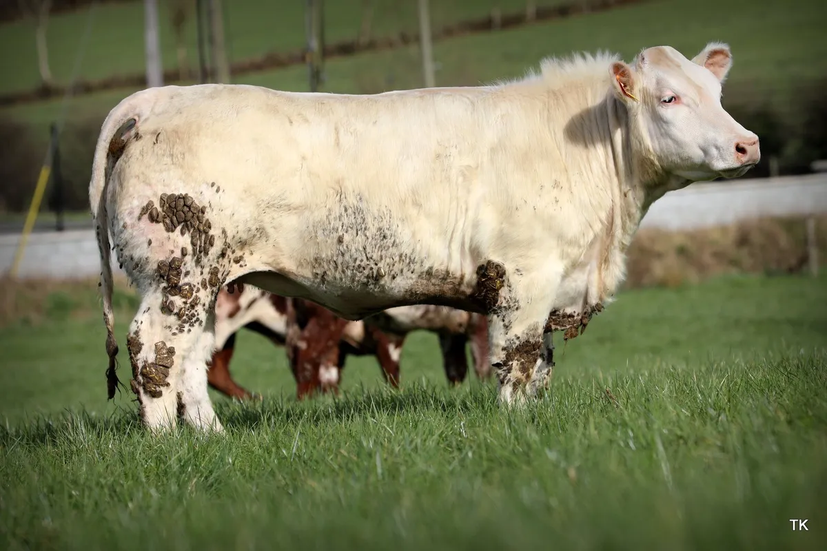 Carrigallen mart 11th of April - Image 4