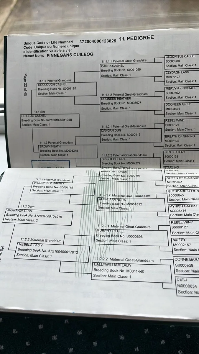 3 years old Connemara - Image 3