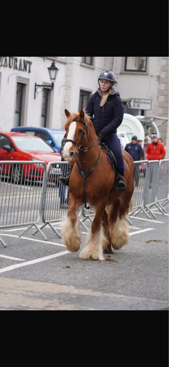 14.2/3 smashing cob mare - Image 1