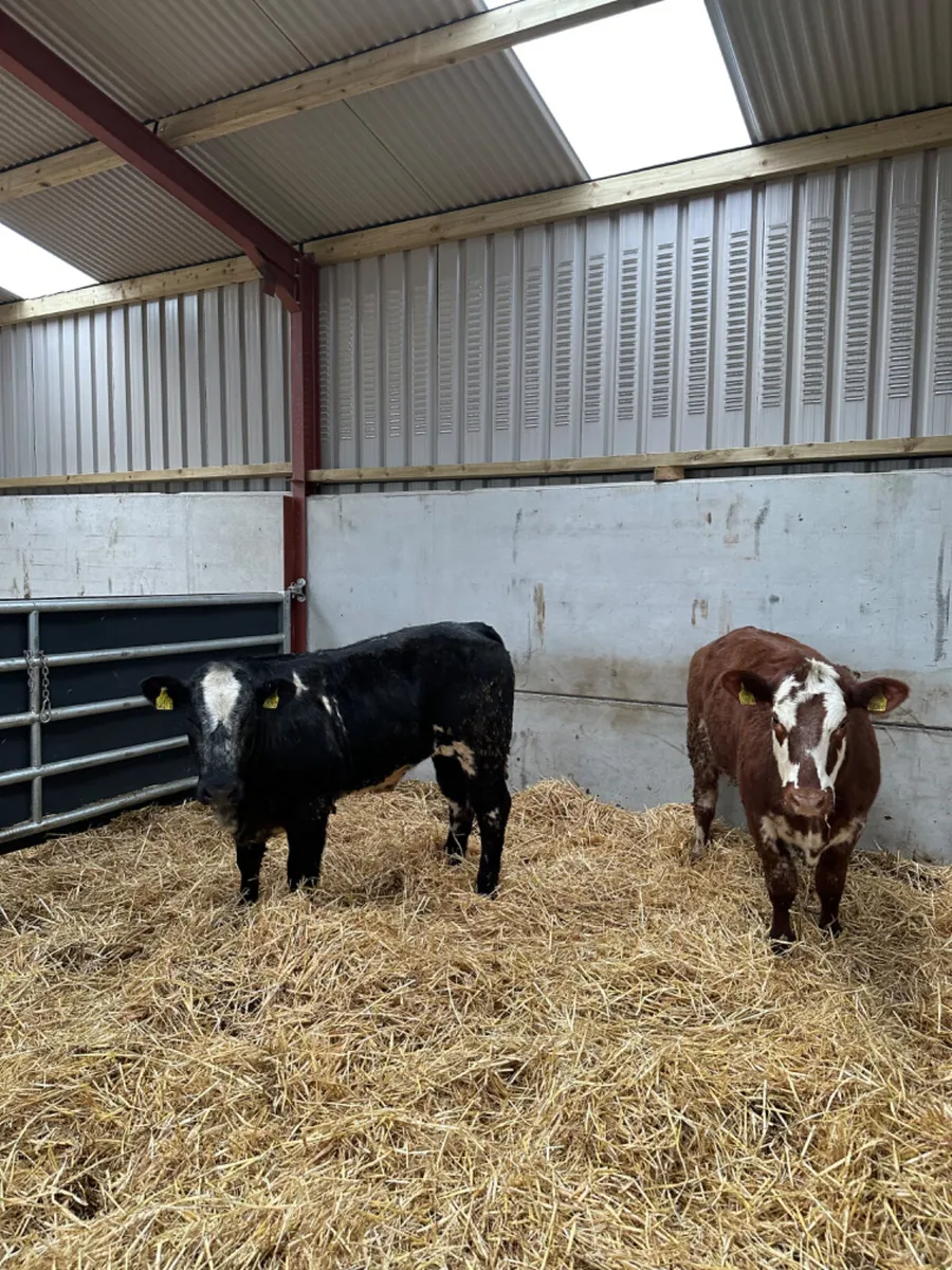 Cow makers - Image 4