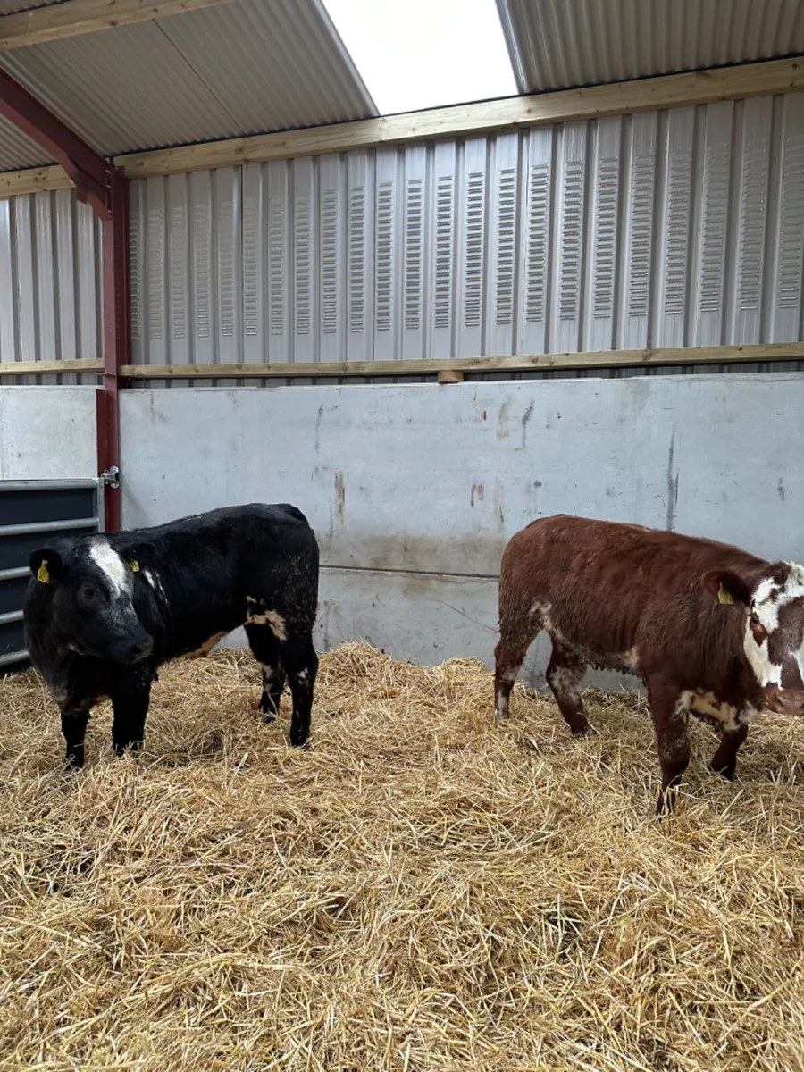 Cow makers - Image 1