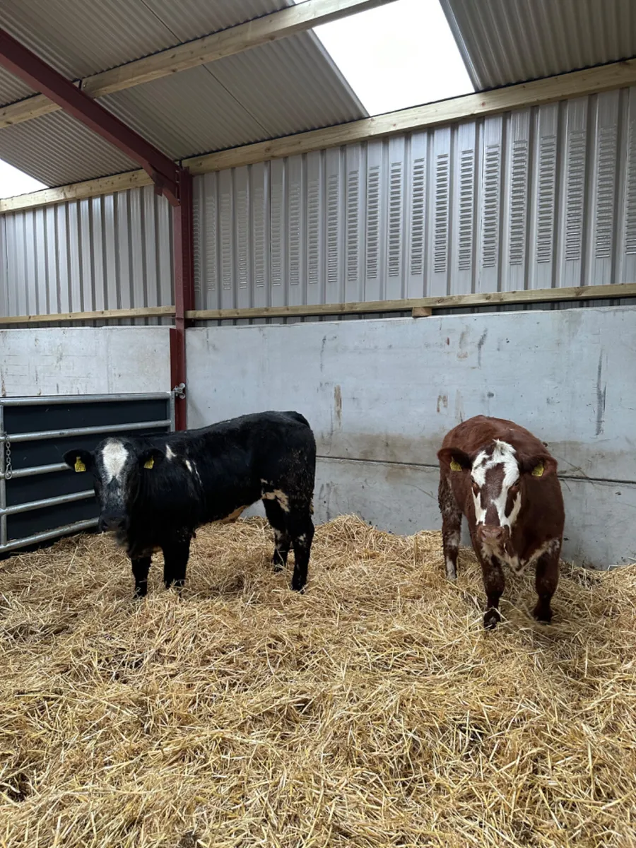 Cow makers - Image 3