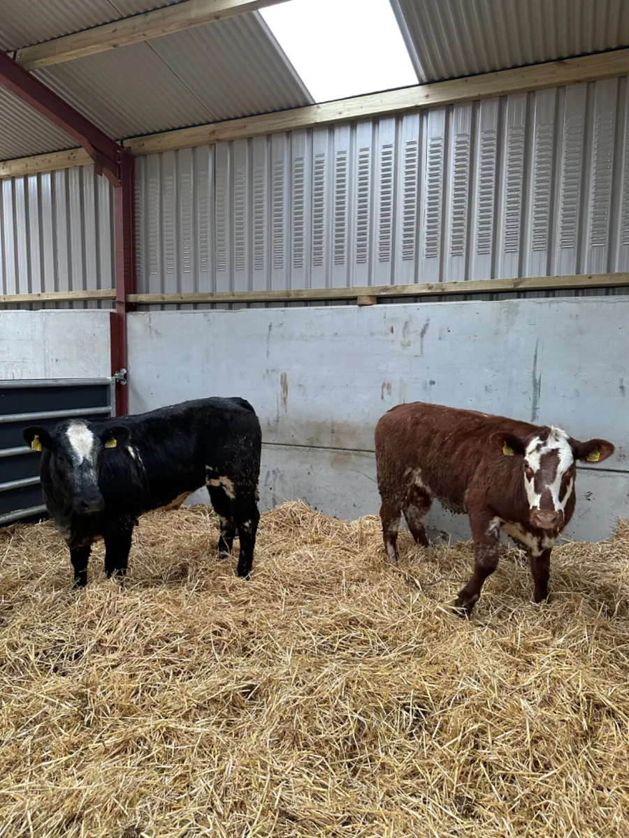 Cow makers - Image 2