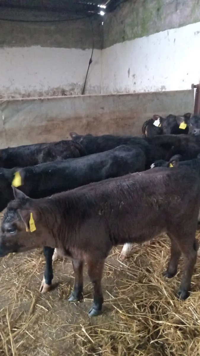 GRASS CALVES, SUPER BUNCH - Image 1