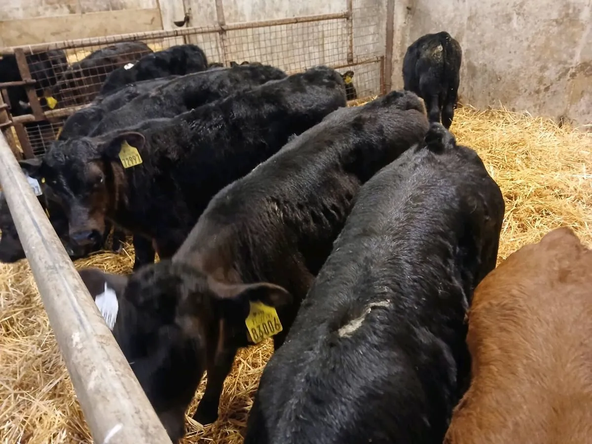 8 Angus Heifer Calves - Image 1
