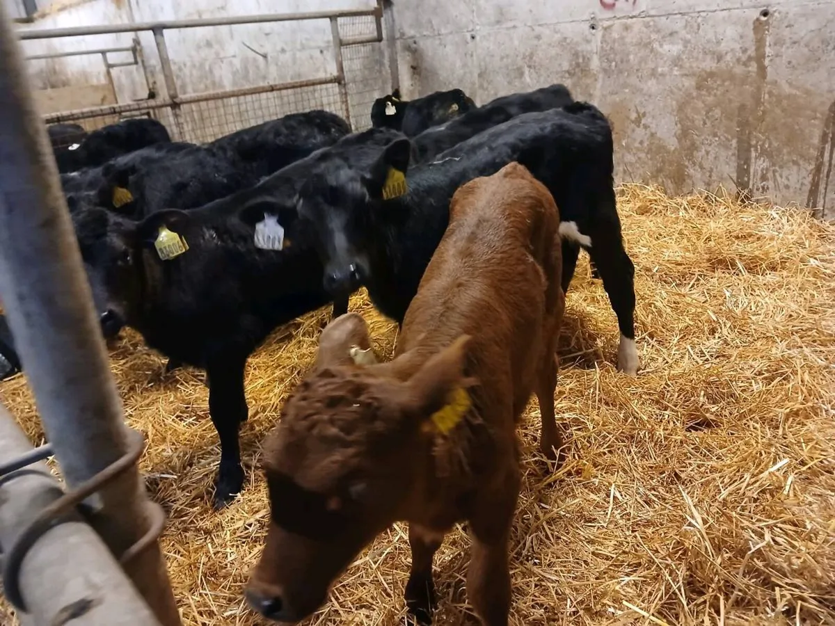 8 Angus Heifer Calves - Image 2