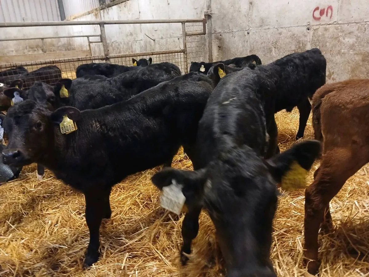 8 Angus Heifer Calves - Image 4