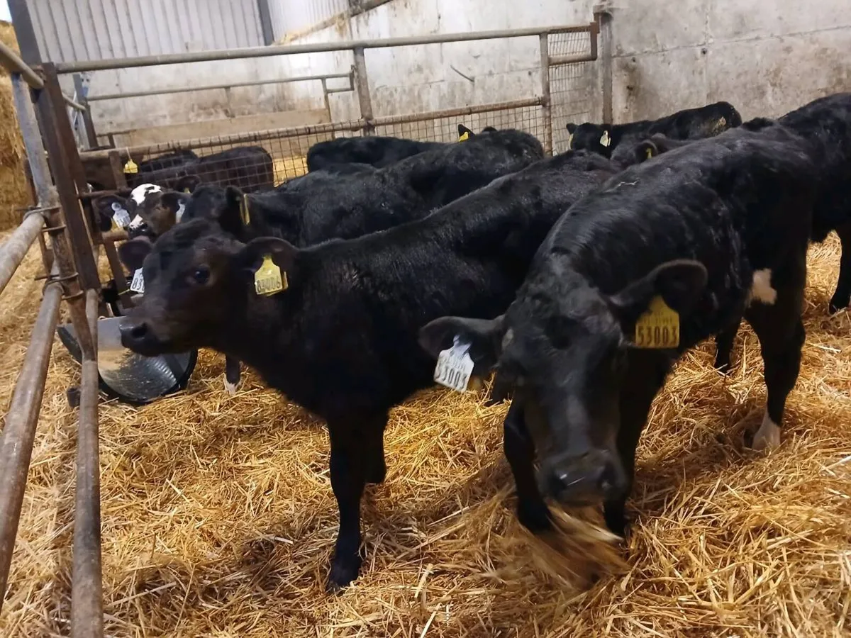 8 Angus Heifer Calves - Image 3