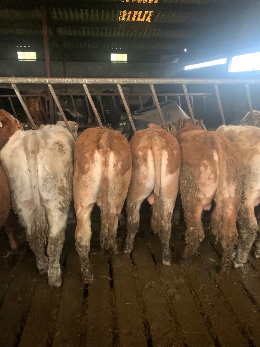 8 Super Quality Yearling  Bullocks - Image 2