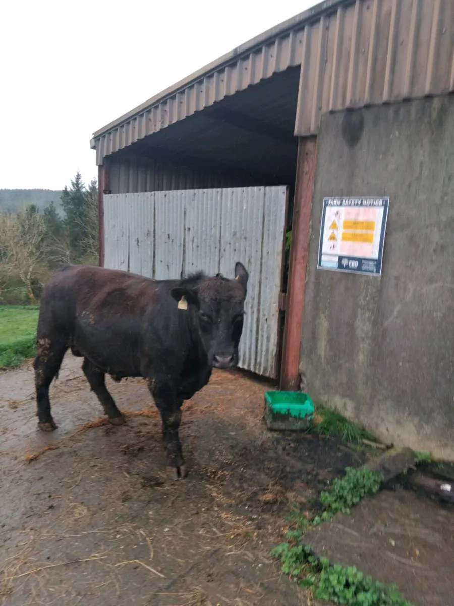 Purebred Registered Aberdeen Angus Bulls - Image 2