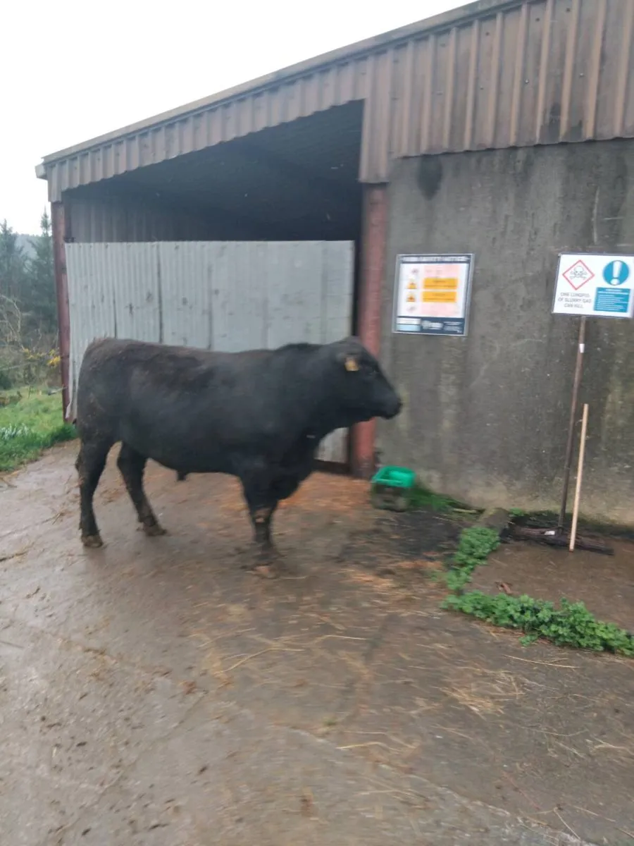 Purebred Registered Aberdeen Angus Bulls - Image 3