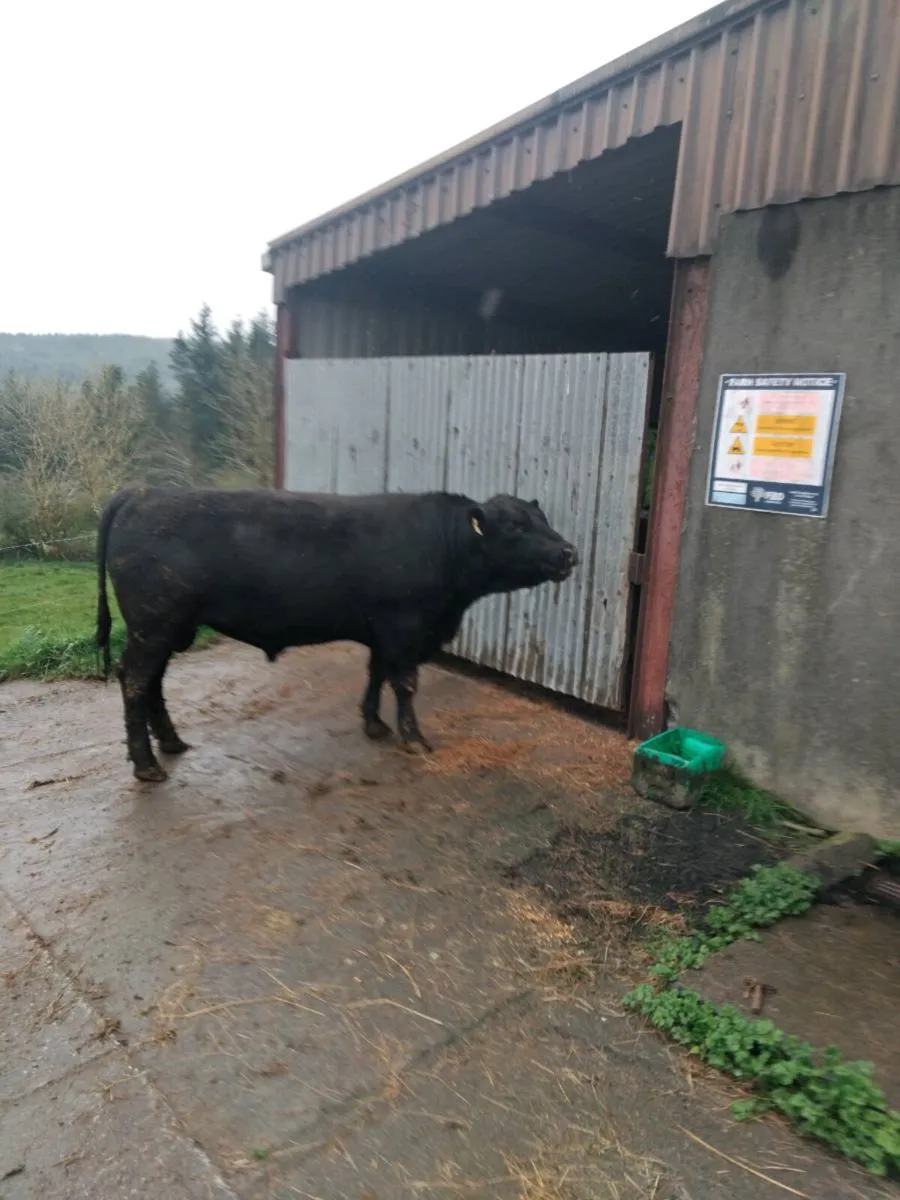 Purebred Registered Aberdeen Angus Bulls - Image 4