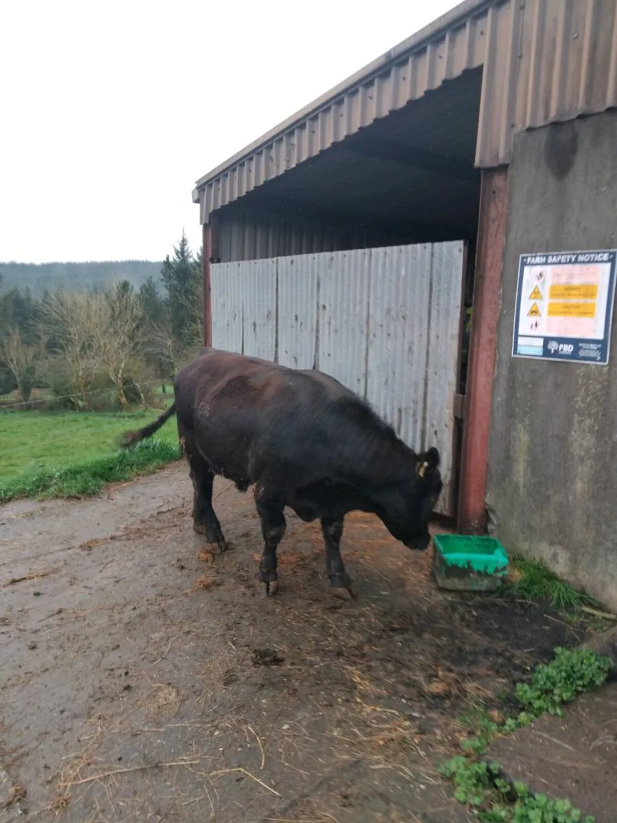 Purebred Registered Aberdeen Angus Bulls - Image 1