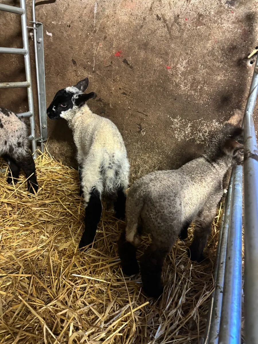 Pet lambs - Image 1