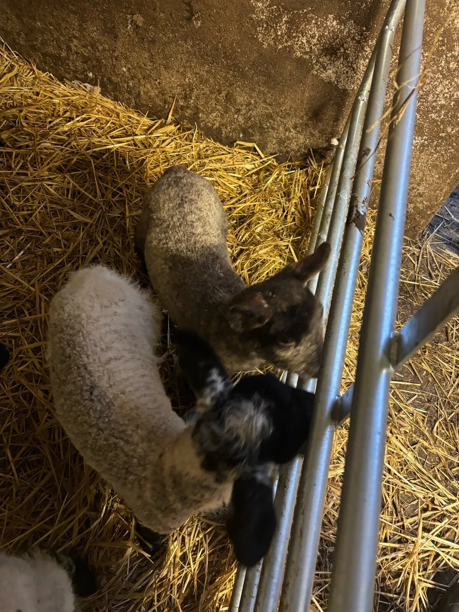 Pet lambs - Image 2